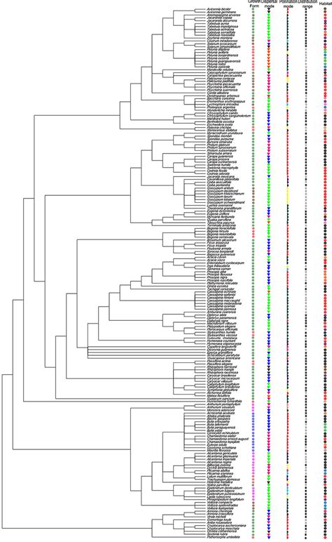 Phylogenetic Super Tree Of The Neotropical Plants Included In The