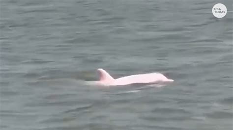 Rare Pink Dolphin Named Pinky Spotted Near Louisiana Shore