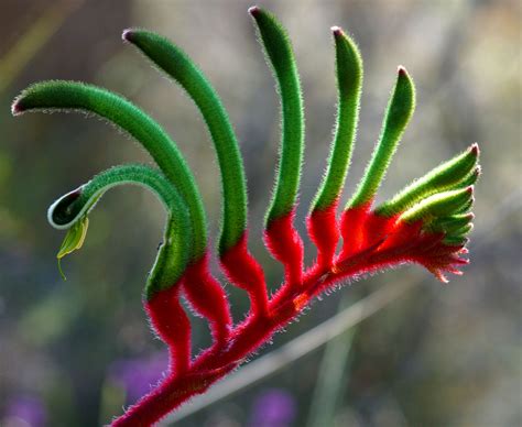 Red And Green Kangaroo Paw Or Mangles Kangaroo Paw Anigozanthos