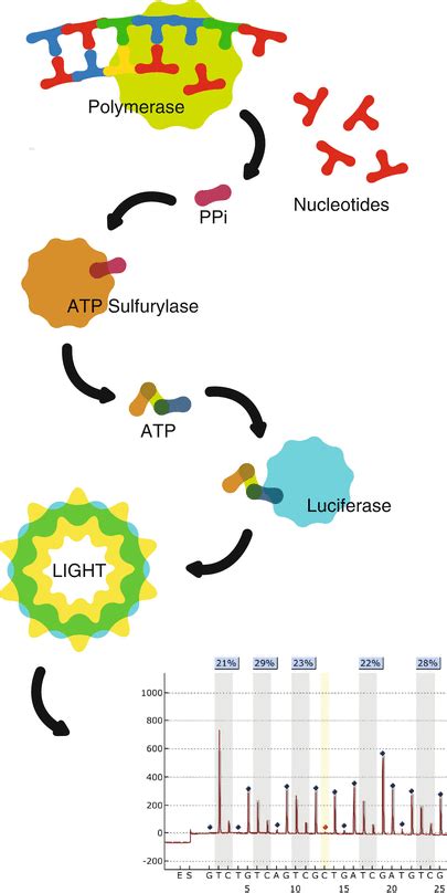 Bisulfite Pyrosequencing | SpringerLink