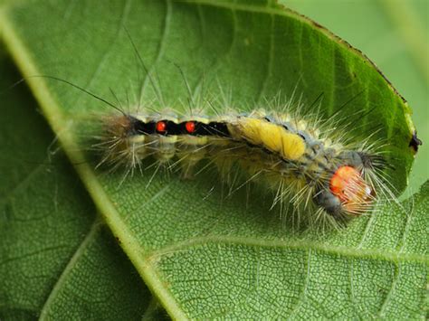 White Marked Tussock Moth Caterpillar Orgyia Leucostigma Bugguidenet