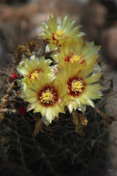 Rock-Oak-Deer: Barrel Cactus Bloom Day