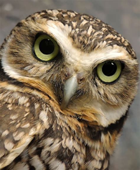 Owl Sounds for Android - Download