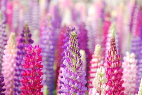 Download Flower Purple Flower Pink Flower Close Up Nature Lupine 4k