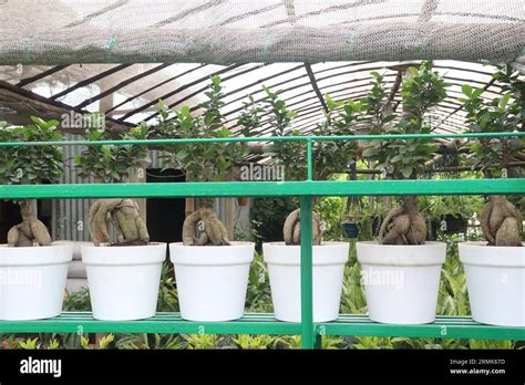 Ficus Microcarpa Tree On Pot In Farm It Can Root Bark And Leaf Latex