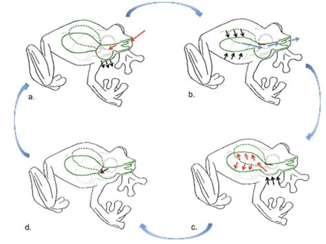 Respiration Grenouille Diagram Quizlet