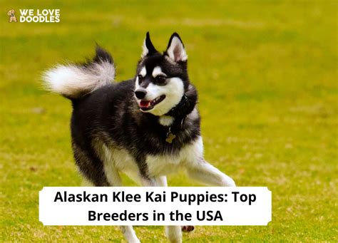 Alaskan Klee Kai Puppies Top 7 Breeders In The Usa