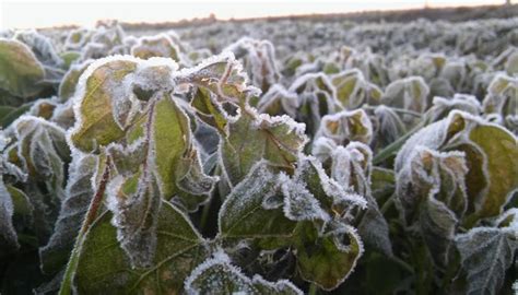 Cómo proteger los cultivos de las heladas este invierno Martino Entregas