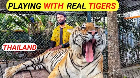 Playing With Tigers In Thailand Tiger Park Pattaya Youtube