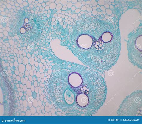 pumpkin stem lp stock image image  bundle phloem microscopic