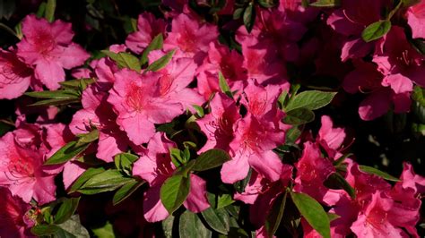 A Detailed View Of Azaleas On The No 10 Hole During Practice Round 1