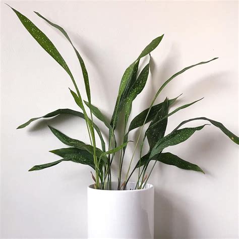 Aspidistra Elatior Milky Way Aka Milky Way Cast Iron Plant Cast