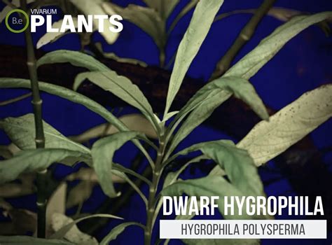 Hygrophila Polysperma "Dwarf Hygrophila" Plant Care Guide