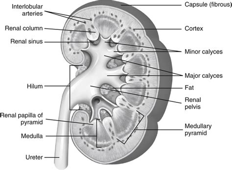 Infundibular In Kidney