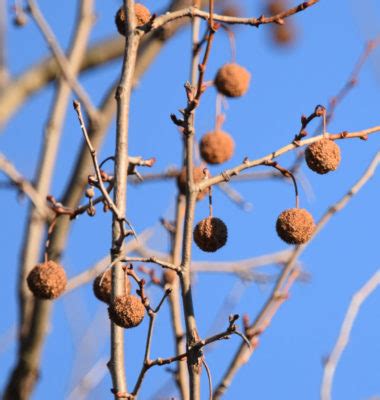 What’s This Tree with Split Bark and Hundreds of Round Fuzzy Brown Balls Hanging on It ...