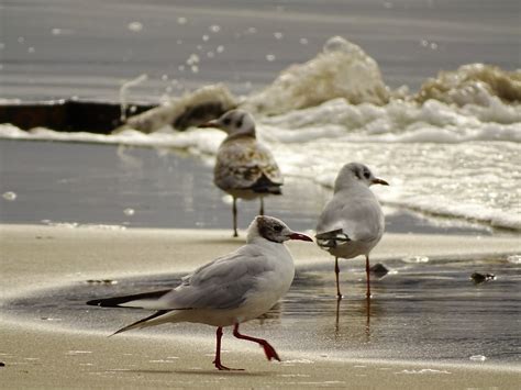 Terns And Gulls Dration Flickr