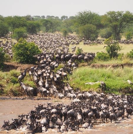 The Best 7 Days The Greatest Serengeti Migration Safari For The Mara