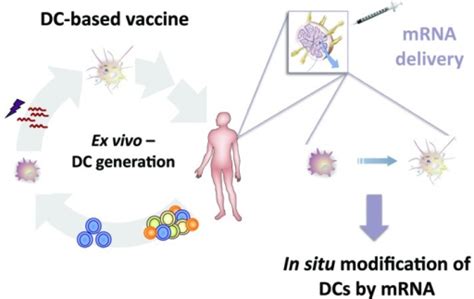 Figure From An Ex Vivo Generated Dc Based Vaccine T Open I