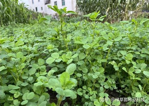 四大优质高蛋白牧草，你种过几个？养牛羊、猪、家禽都能种。 知乎