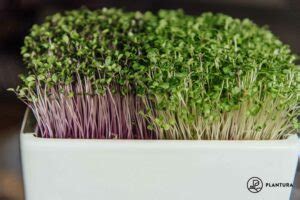 Microgreens Anbauen Anleitung Tipps Plantura