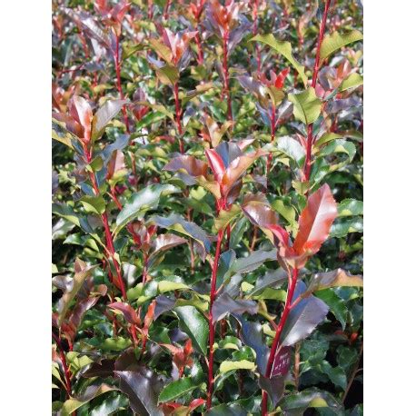 Photinia fraseri x Magical Volcano PÉPINIERE BROCHET LANVIN