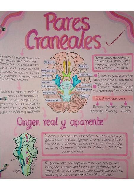 Pares Craneales Mapa Conceptual Liz Parra Udocz