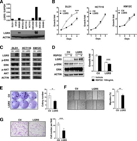 Expression Profile Of LGR5 And Its Prognostic Significance In