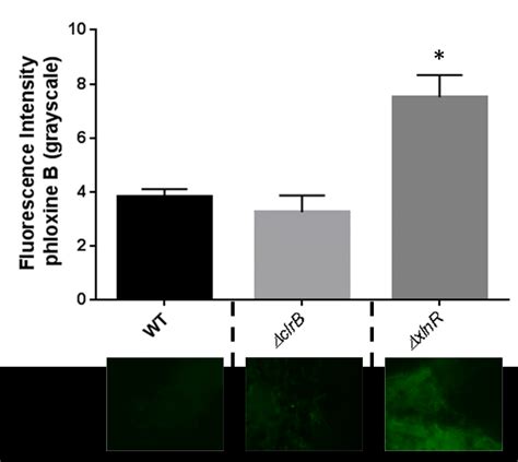 17 Cell Permeability Measurement Using The Dye Phloxine B Phloxine B