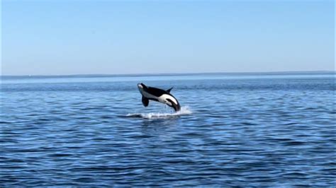 Puget Sound Orcas South Of San Juan Islands Youtube