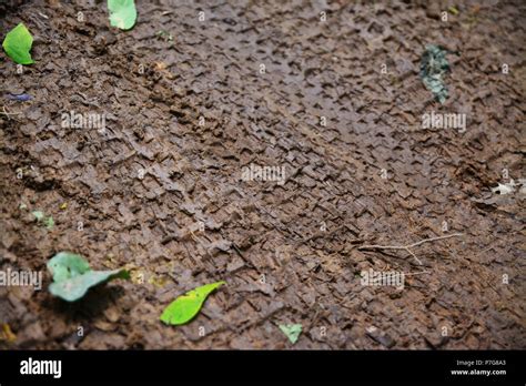 Mountain Bike Tyre Tracks In The Mud Stock Photo Alamy