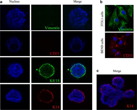 Mammary Organoids Are Composed Of Epithelial Cells A Confocal