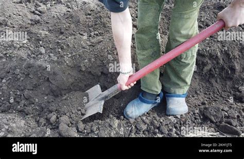 Farmer Plant Digging Beds For Crops Plant Potatoes In The Ground In