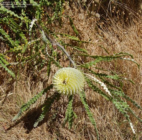 Plantfiles Pictures Banksia Species Showy Banksia Banksia Speciosa