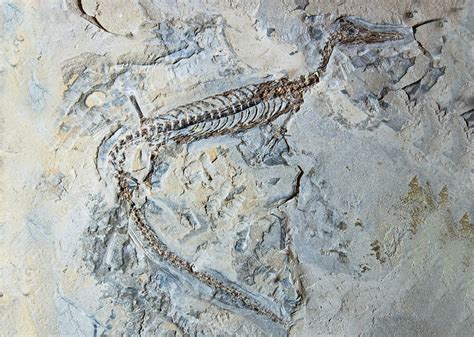 Mesosaurus Fossil - Stock Image - C028/5784 - Science Photo Library