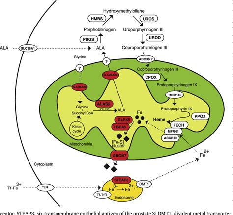 Figure 1 From Molecular Pathophysiology And Genetic Mutations In Congenital Sideroblastic Anemia