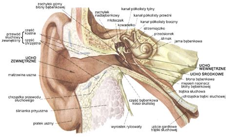 Hearing Budowa Ucha