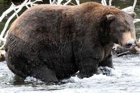 Fattest Bear Contest Entry - Katmai National Park, Alaska