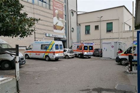 Bat Sovraffollamento In Pronto Soccorso Parte Aiutateciacurarvi