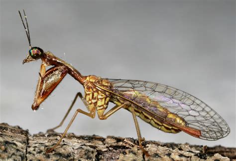 Real Monstrosities: Mantisfly