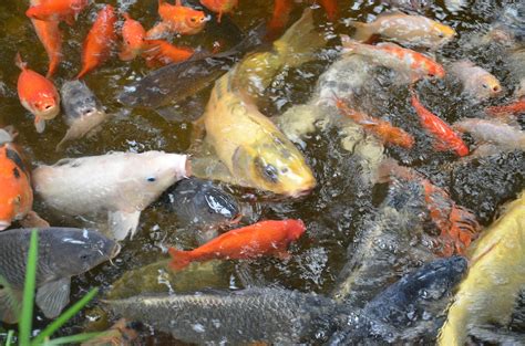 Backyard Aquaculture – Raise Fish for Profit | WorldWide Aquaculture