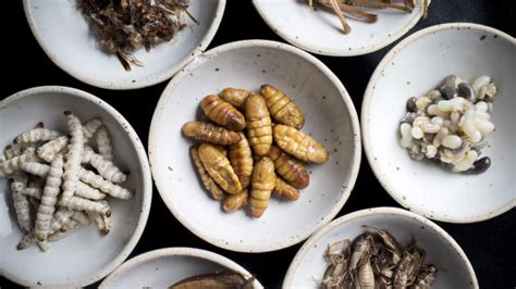 Should People Eat Insects Instead Of Meat Experts Explain The Benefits Of Bugs 105 Kjamz