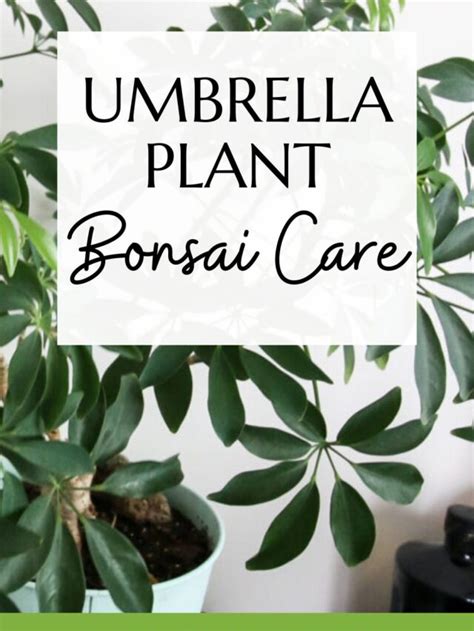 8 Types of umbrella trees - keep your plants alive