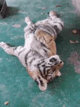 Tiger Yawning GIF - Tiger Yawning Stretching - Discover & Share GIFs