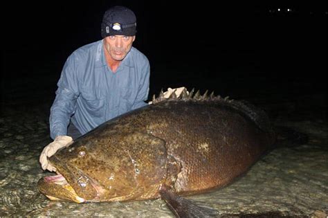 Goliath Grouper Pictures River Monsters Animal Planet