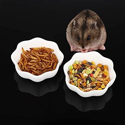 Amazon Acsist 2 Pack Glass Hamster Food Bowl Guinea Pig Food Dish