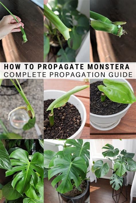 How To Propagate Monstera Propagating A Monstera Cutting Is The Black