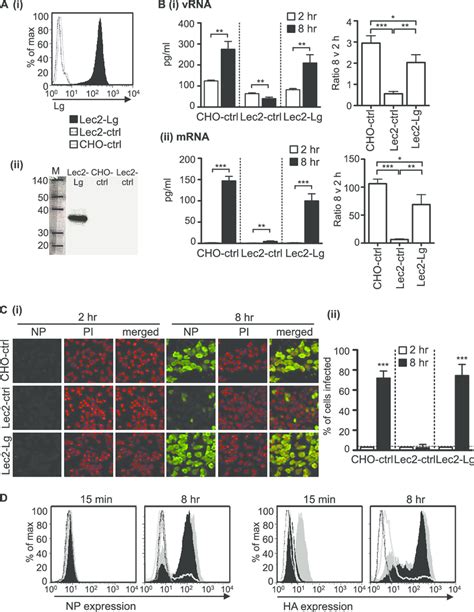 Expression Of Langerin By SIA Deficient Lec2 Cells Results In