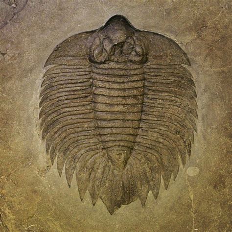 Myo Trilobite Arctinurus Boltoni