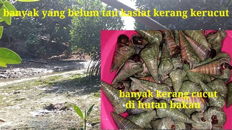 Kerang Kerucut Di Hutan Bakau Dan Cara Mengolah Jadi Makanan Ll