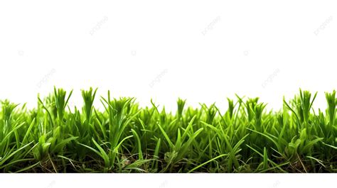 Vibrant Spring Meadow Fresh Green Grass Texture Against White Background Grass Texture